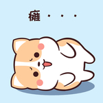 柯基可可