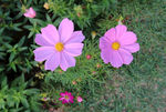 格桑花