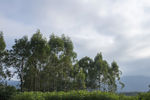 树林与天空