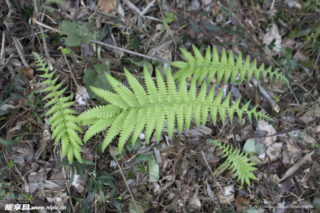 蕨类植物