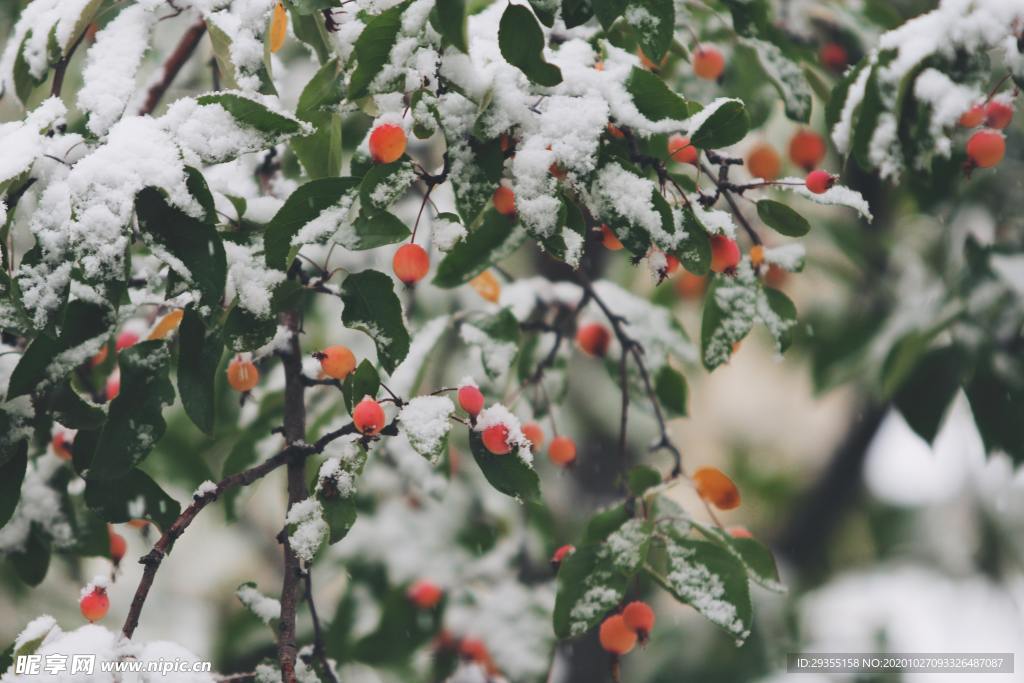雪地