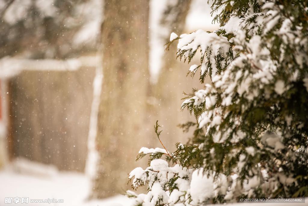 雪地