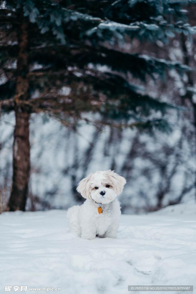 雪地