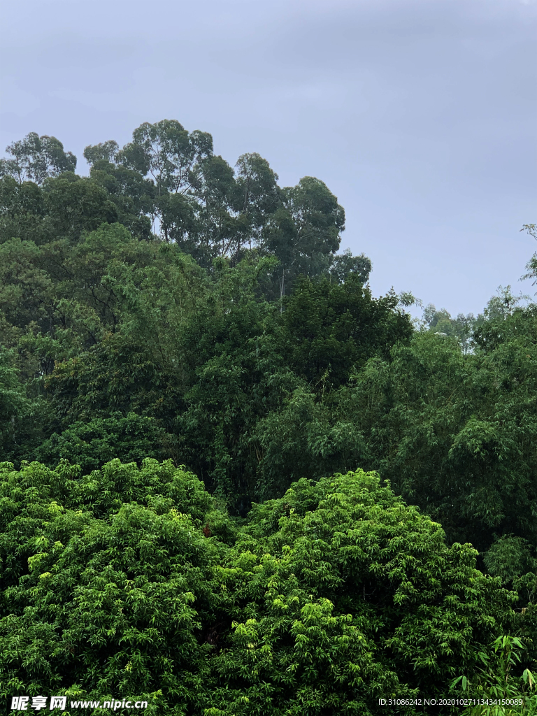 树林