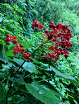 赪桐花