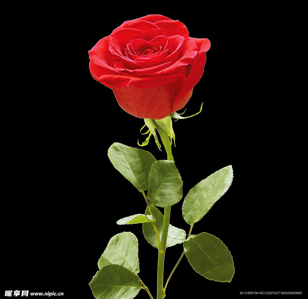 玫瑰花