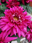 红菊花