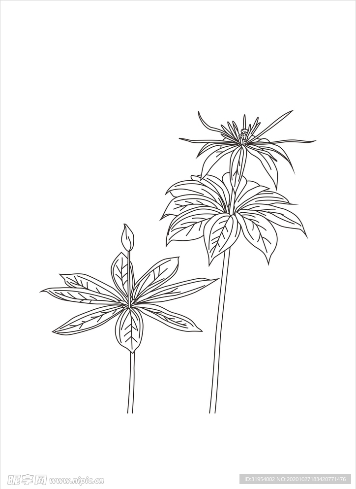 七叶一枝花