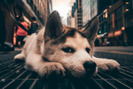 狗狗