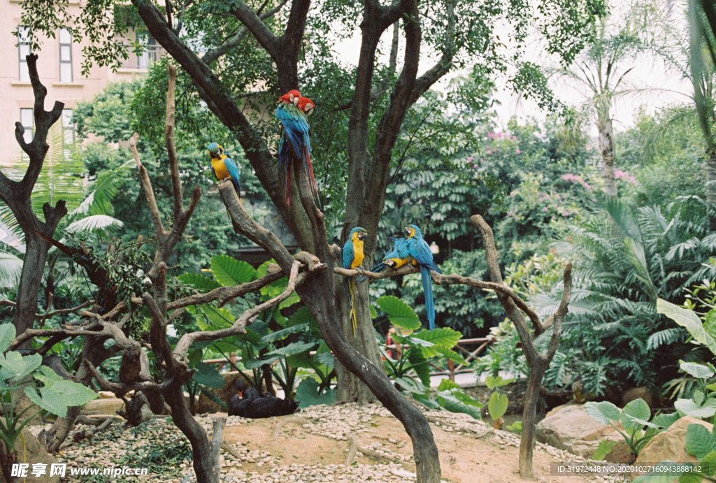 鹦鹉