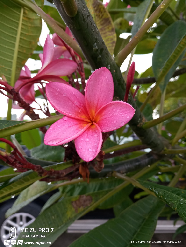 花