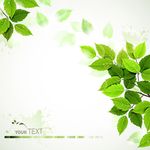 精美绿色树叶