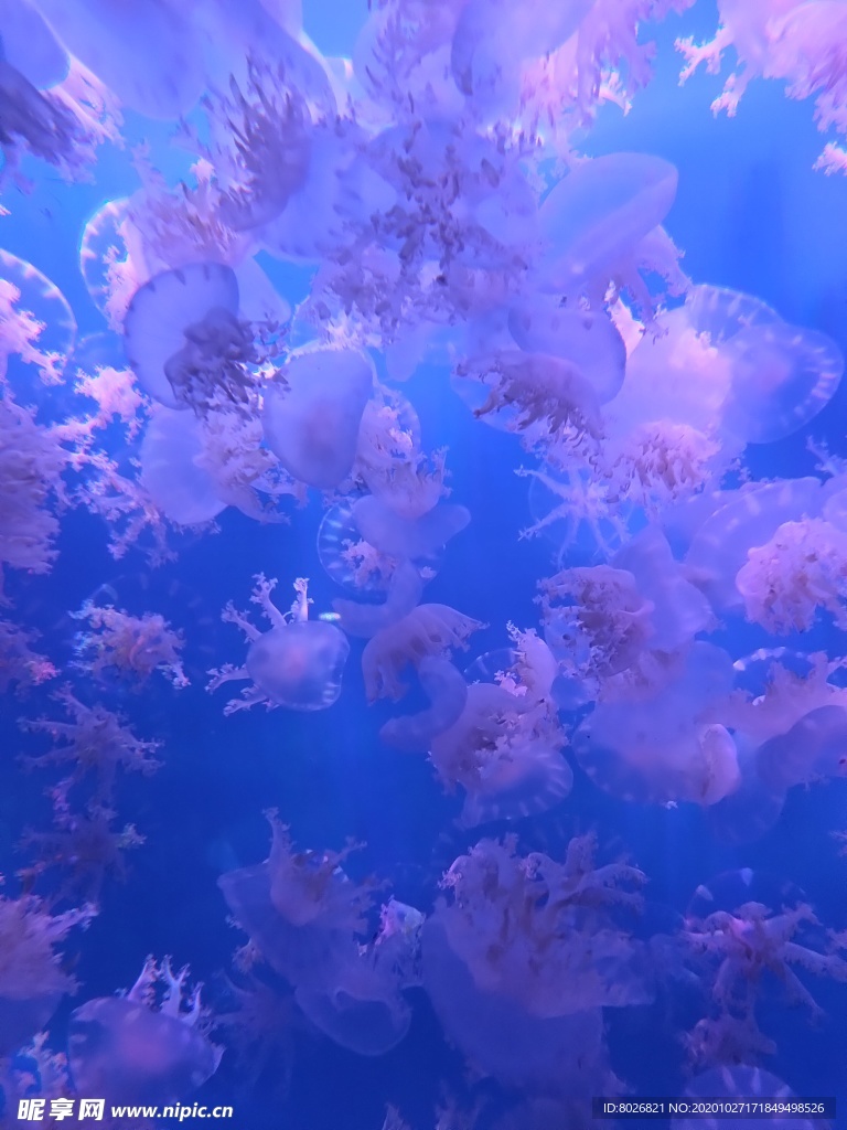 水母