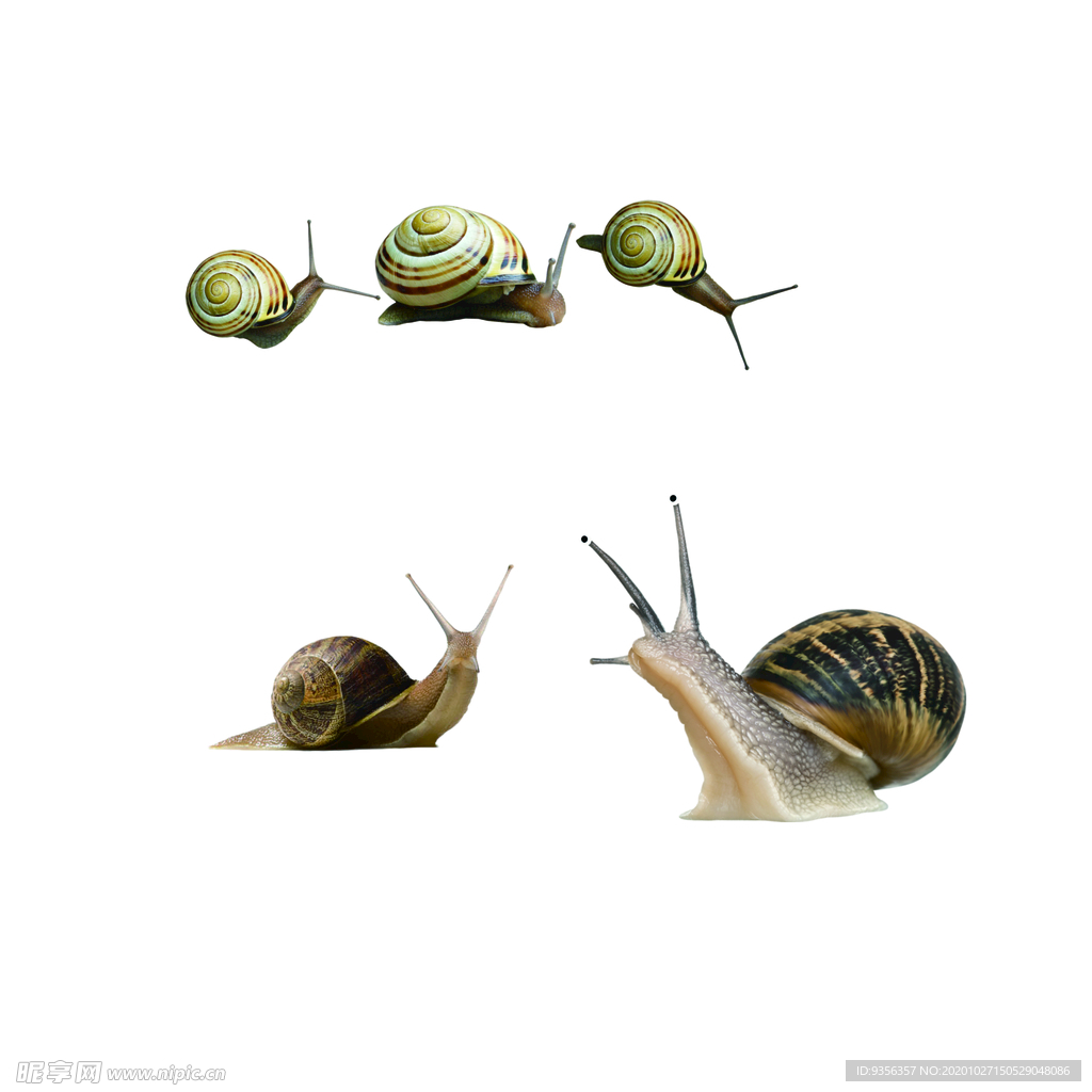蜗牛
