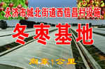 冬枣基地