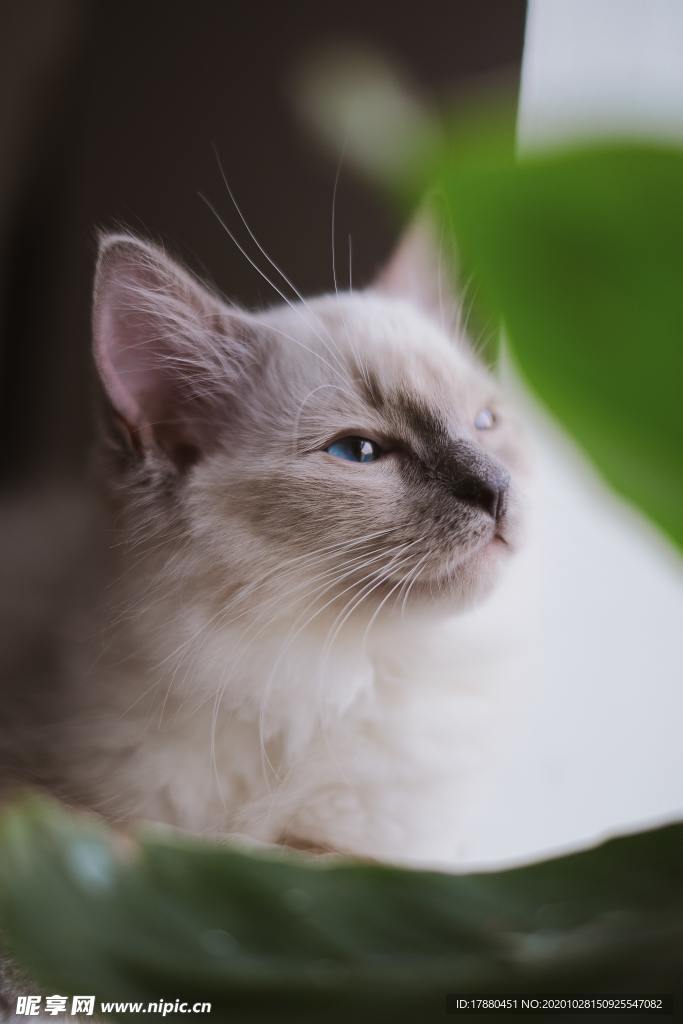猫
