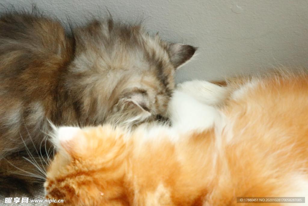 猫