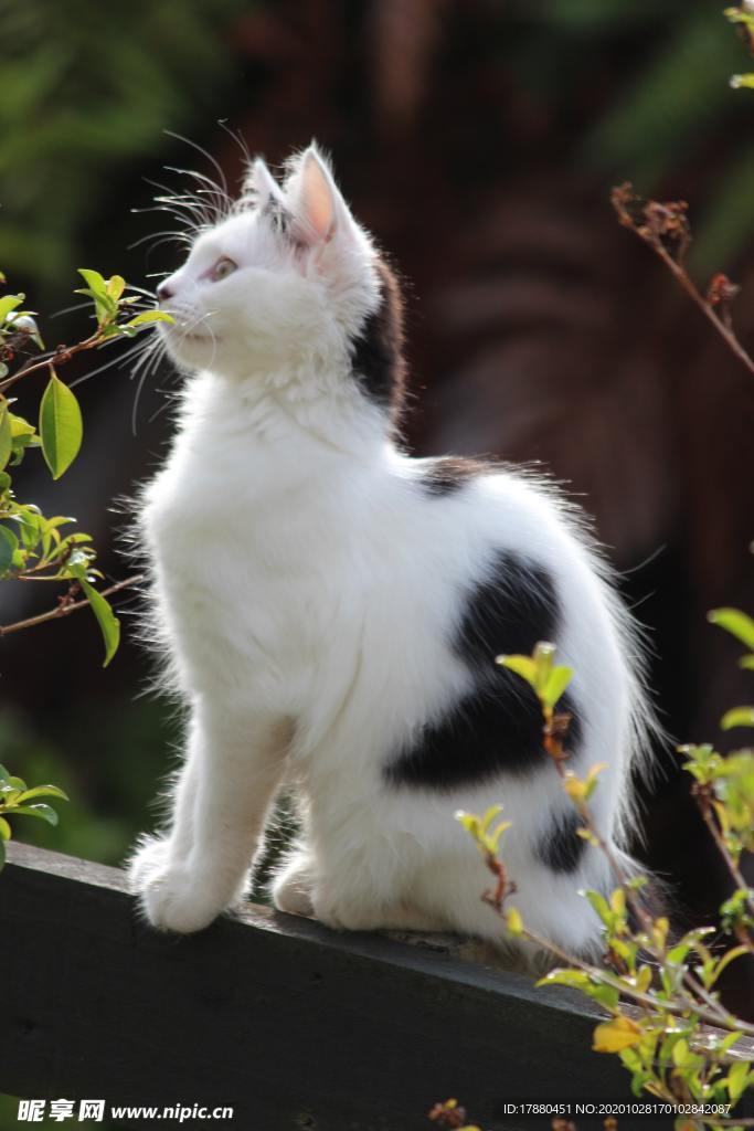 猫