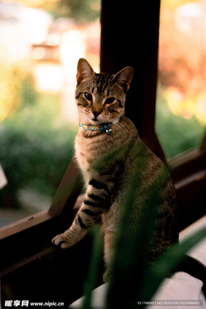 猫