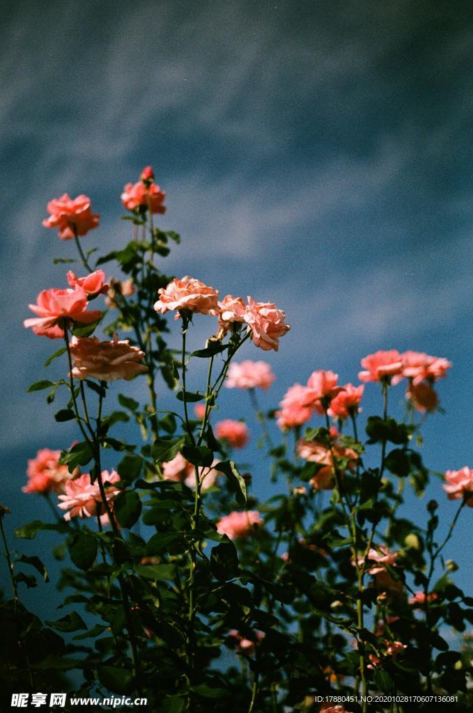 花卉