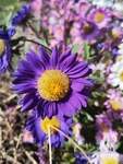 紫菊花