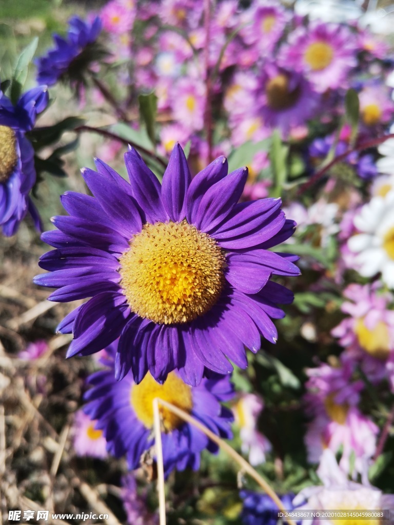 紫菊花