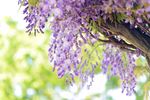 紫藤花