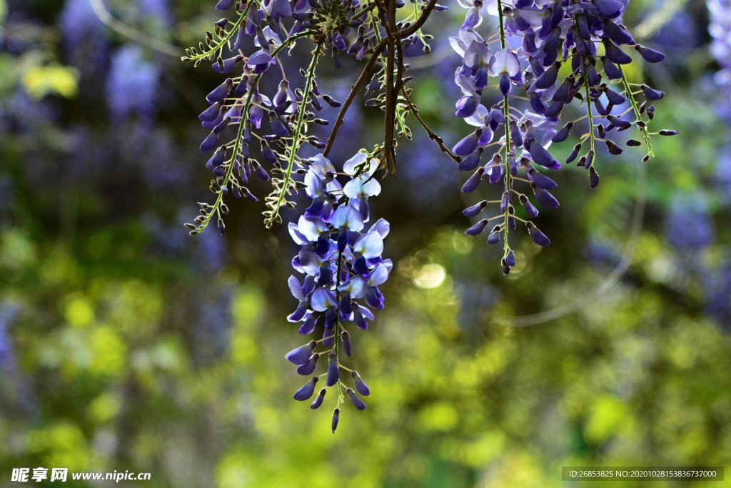 紫藤花