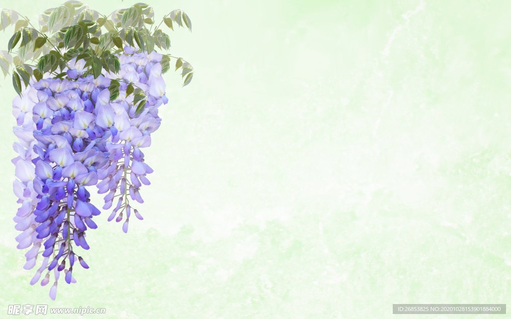 紫藤花