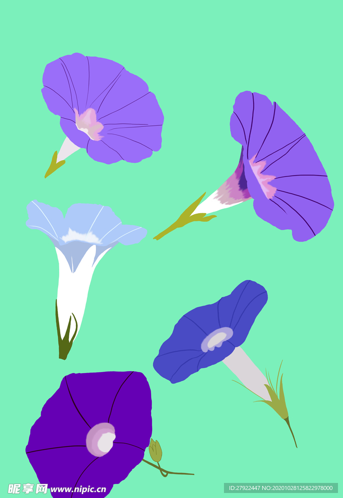 牵牛花
