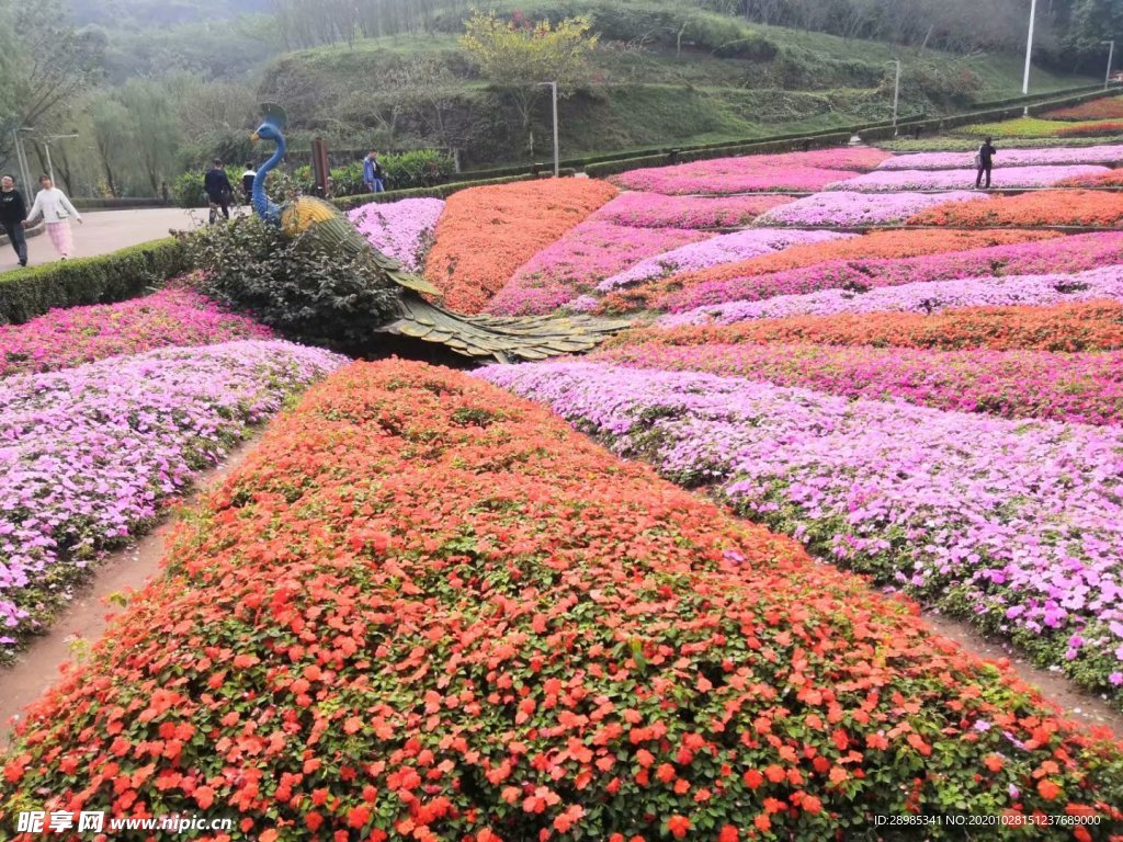 百花争艳花展