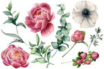 玫瑰花 素材