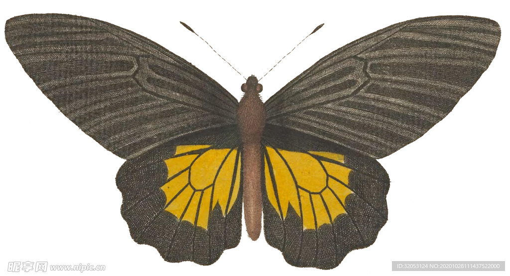 蝴蝶