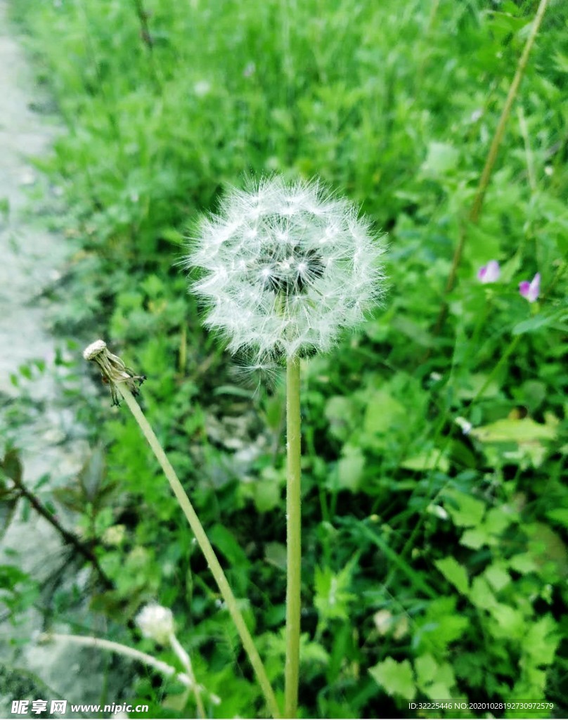 蒲公英
