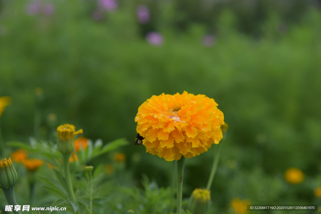 蜜蜂采蜜菊花