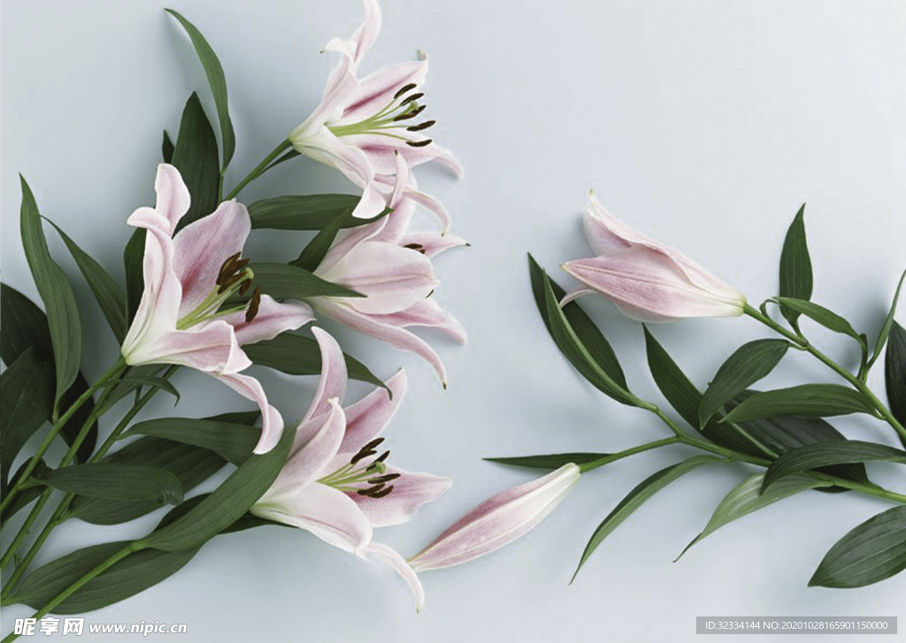百合花