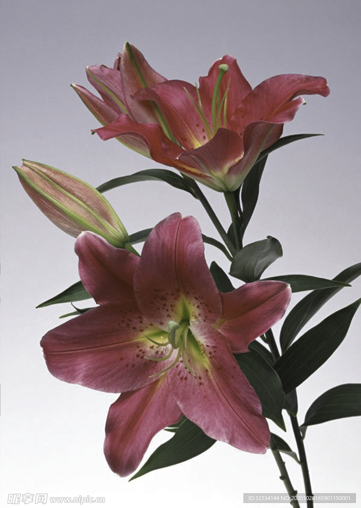百合花