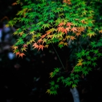 枫叶