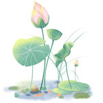 荷花莲蓬素材