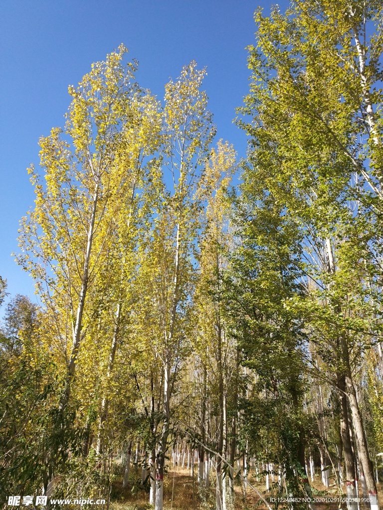 银杏树