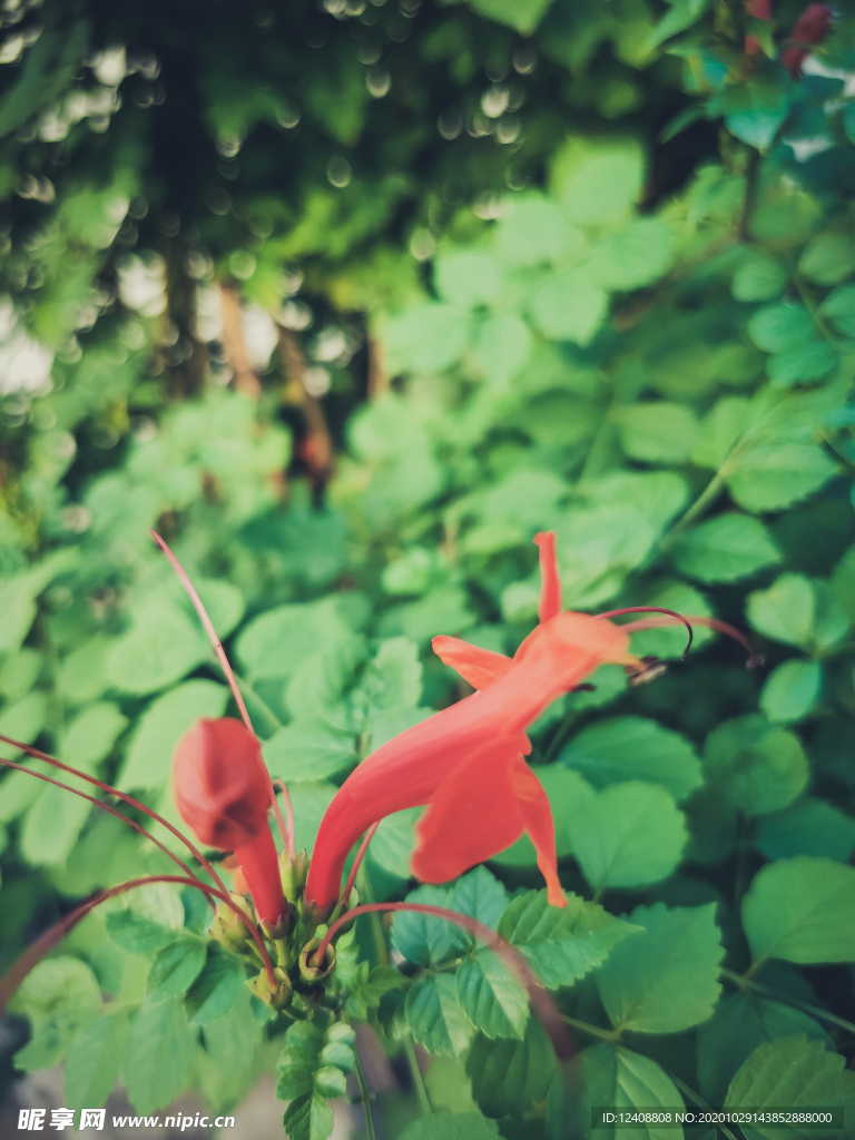 花