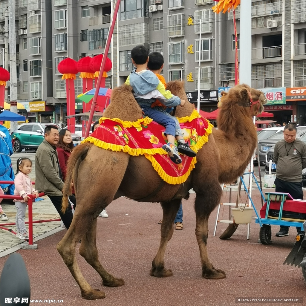 游客坐骆驼