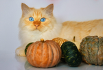 家猫
