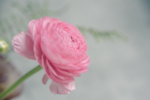 花毛茛