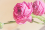 花毛茛