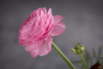 花毛茛