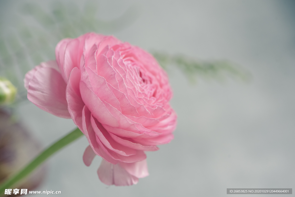 花毛茛