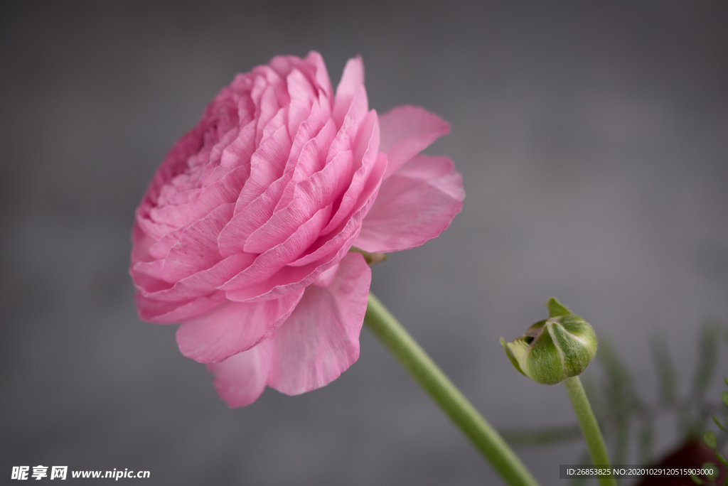 花毛茛