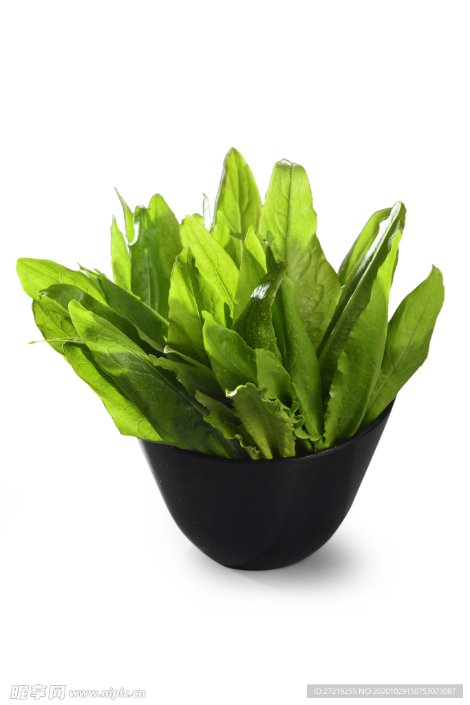 油麦菜