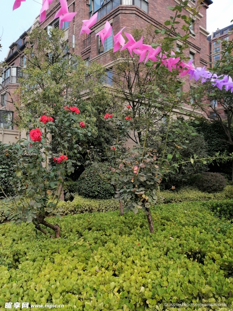 绿色植物  花草素材